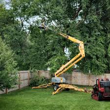 Best Firewood Processing and Delivery  in Thief River Falls, MN