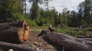 Best Tree Preservation Services  in Thief River Falls, MN