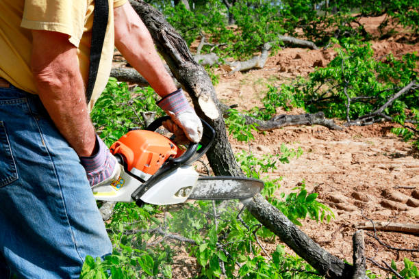 Best Emergency Tree Removal  in Thief River Falls, MN